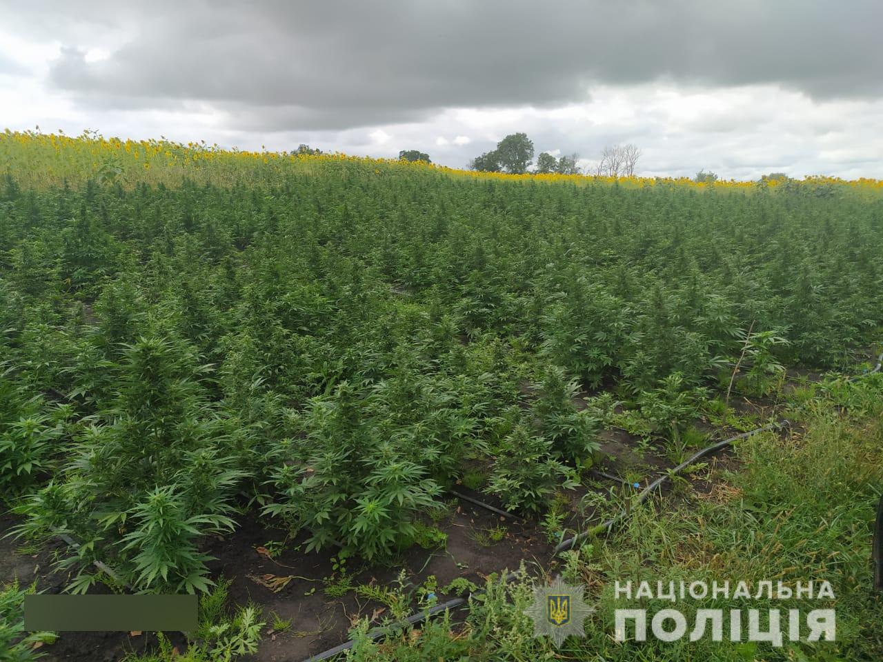 Плантации конопли на украине конопля растение картинки