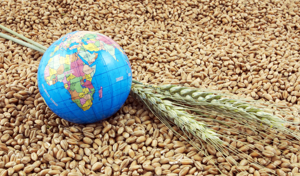 Эксперты ФАО сделали свои выводы относительно производства зерна в 2019 году